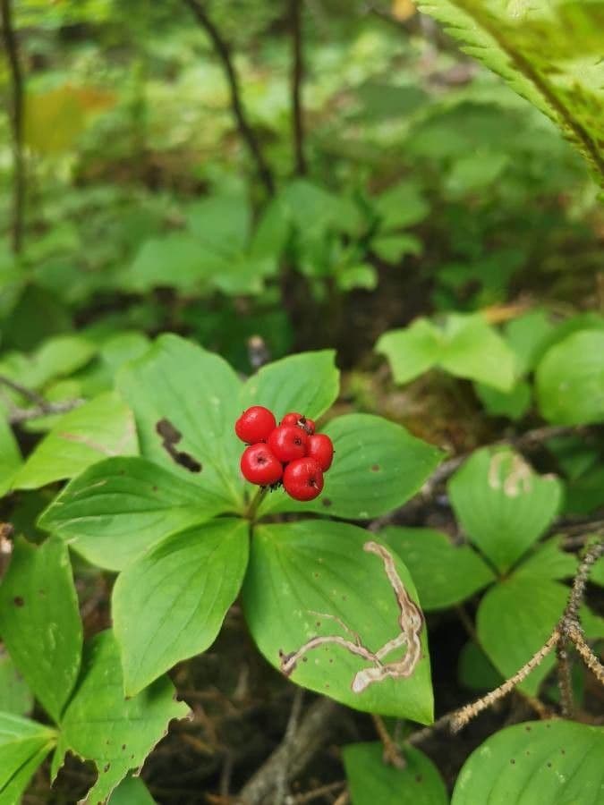Cornus de Canadá