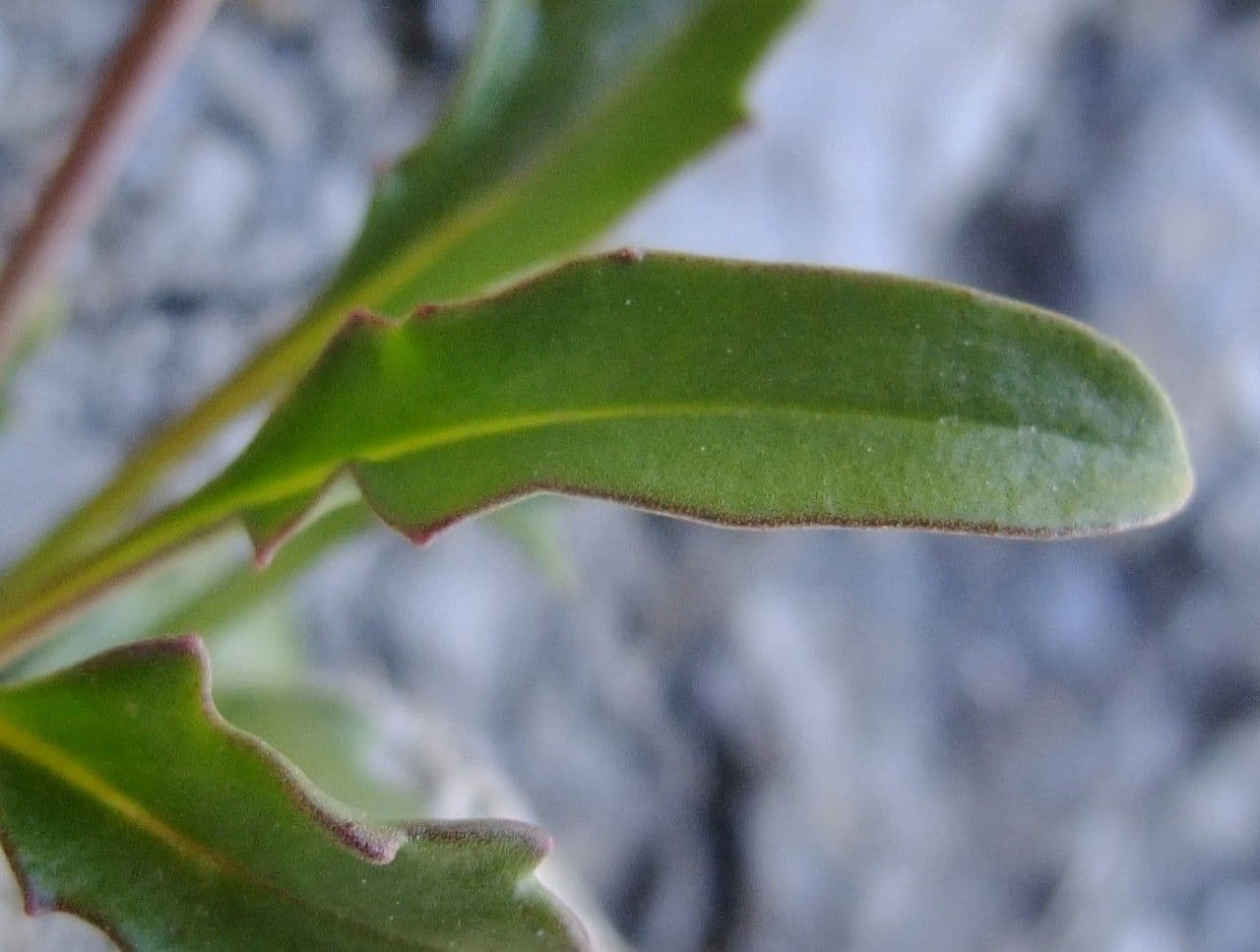 Brassica repanda 20