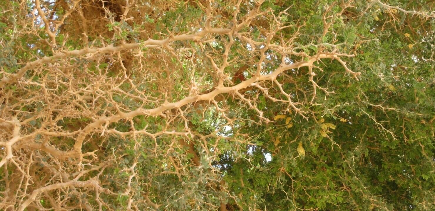Acacia albida 14