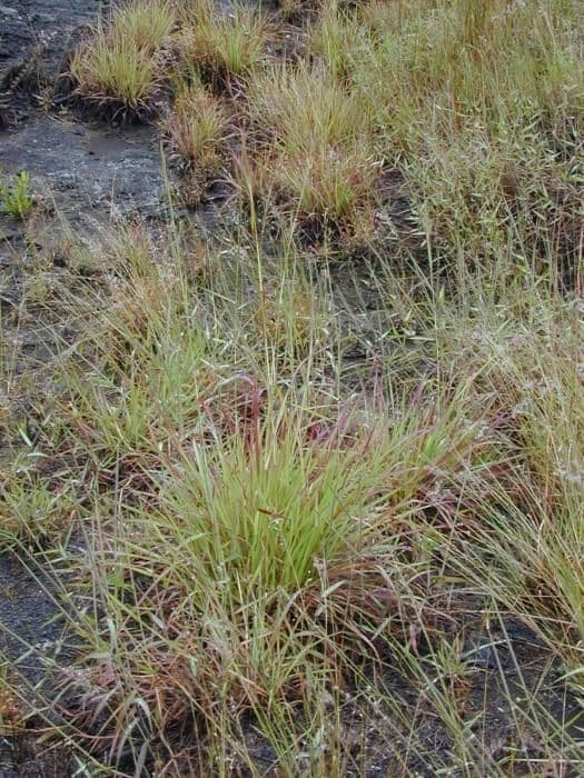 Hyparrhenia rufa 9