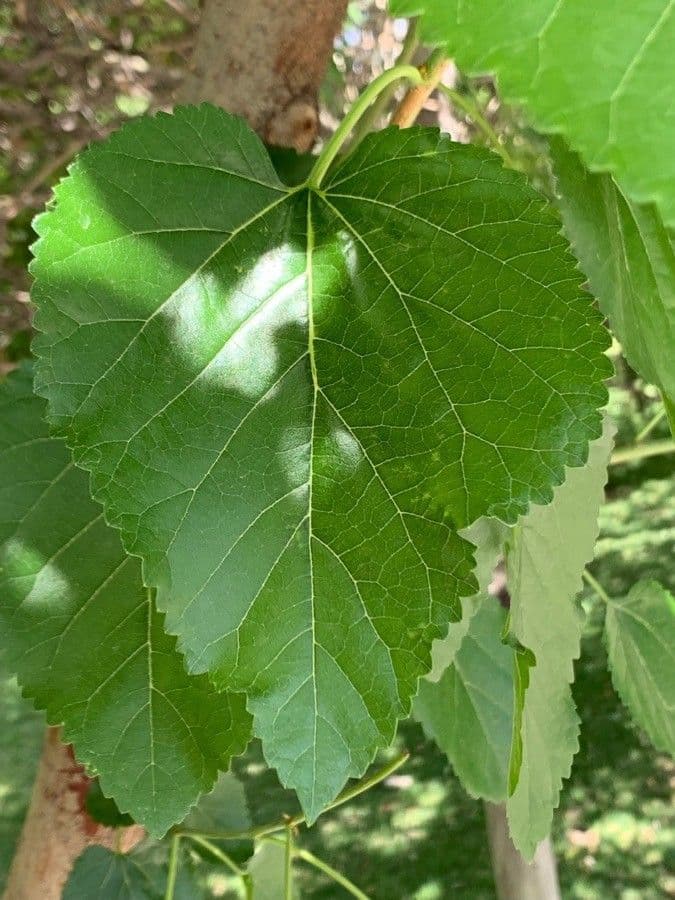 Weiße Maulbeere 16