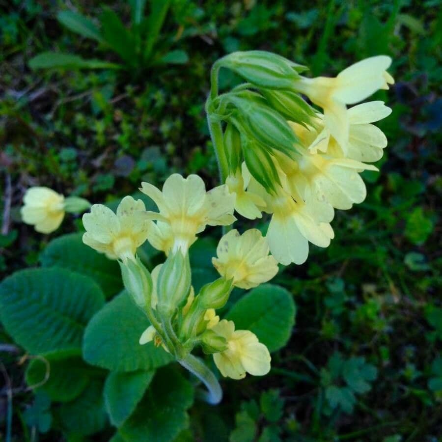Primula maggiore 7