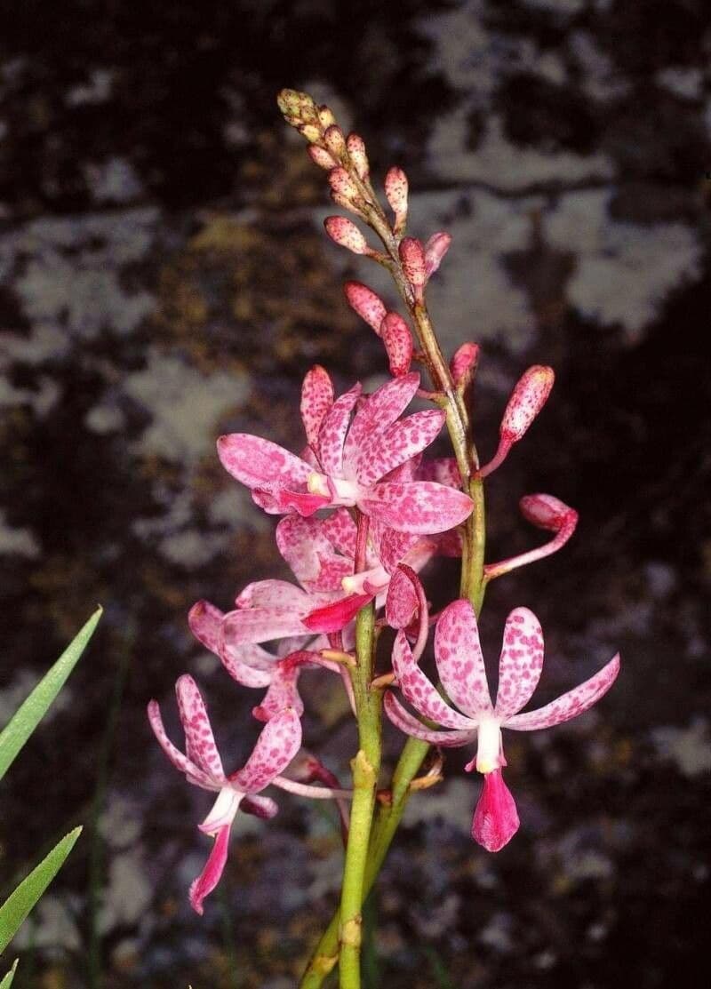 Gefleckte Dipodium 2