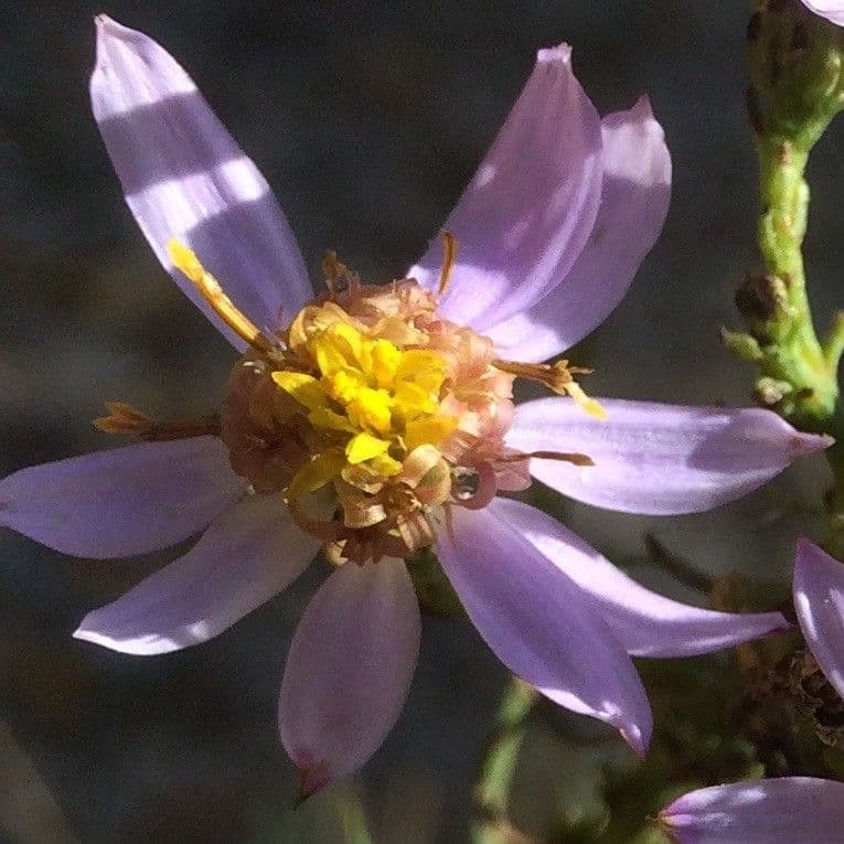 Galatella sedifolia 7