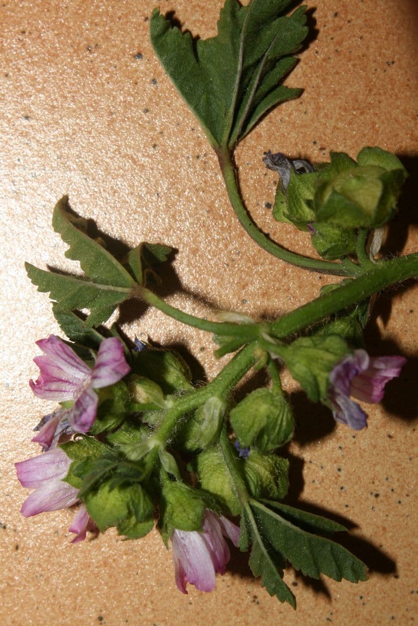 Malva nicejská 25