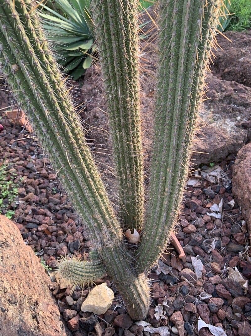 Cactus organo 13
