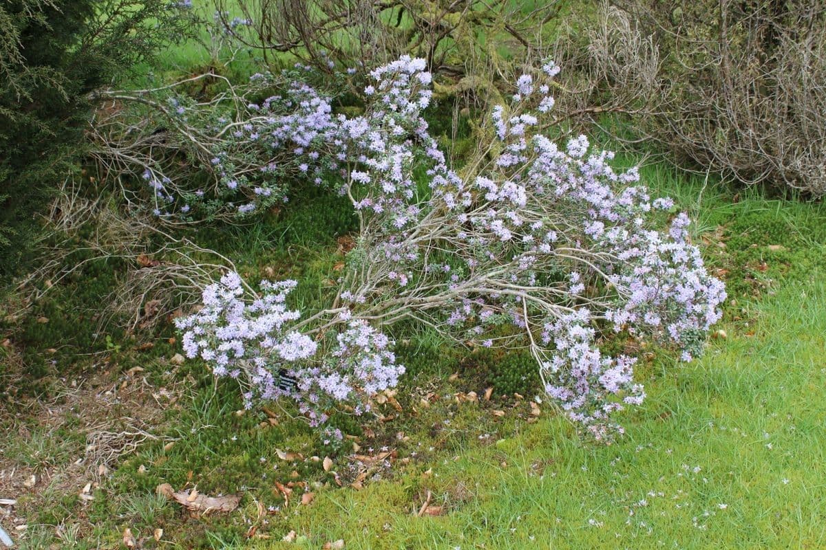 Rododendro 7