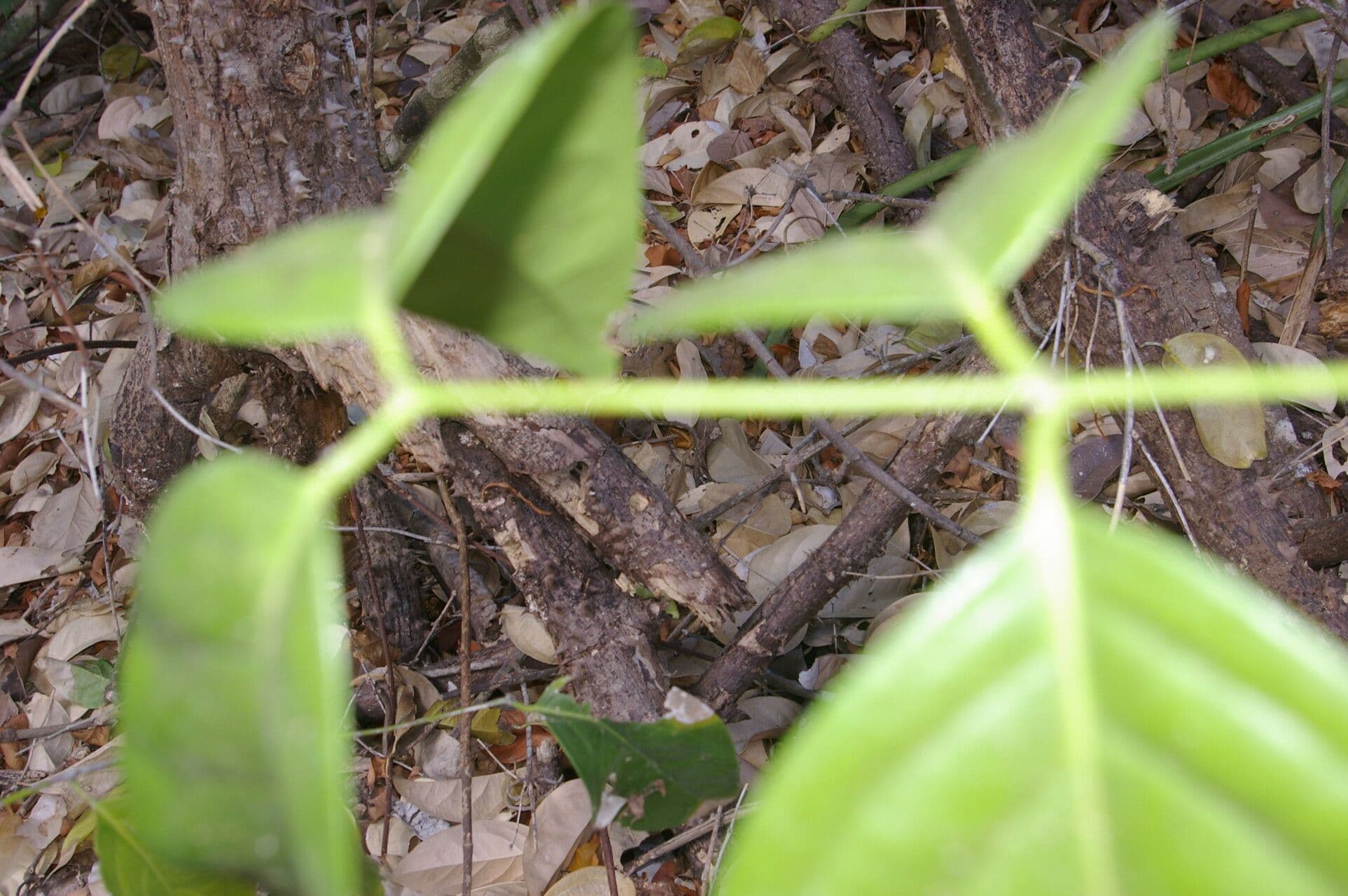 Cuervea 2