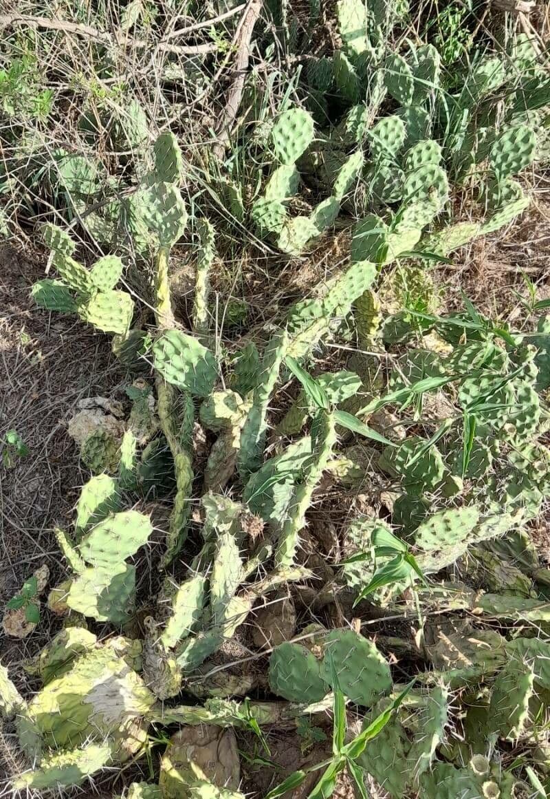 Prickly Pear 6