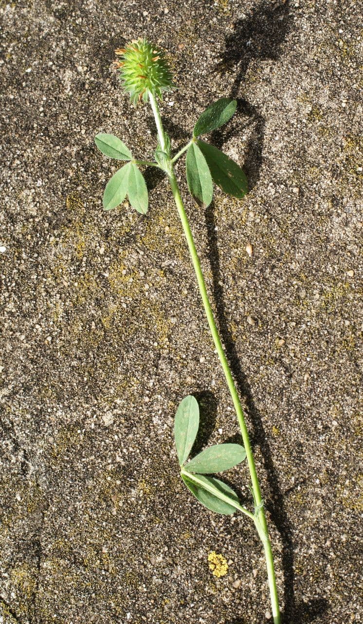 Trifoglio 14
