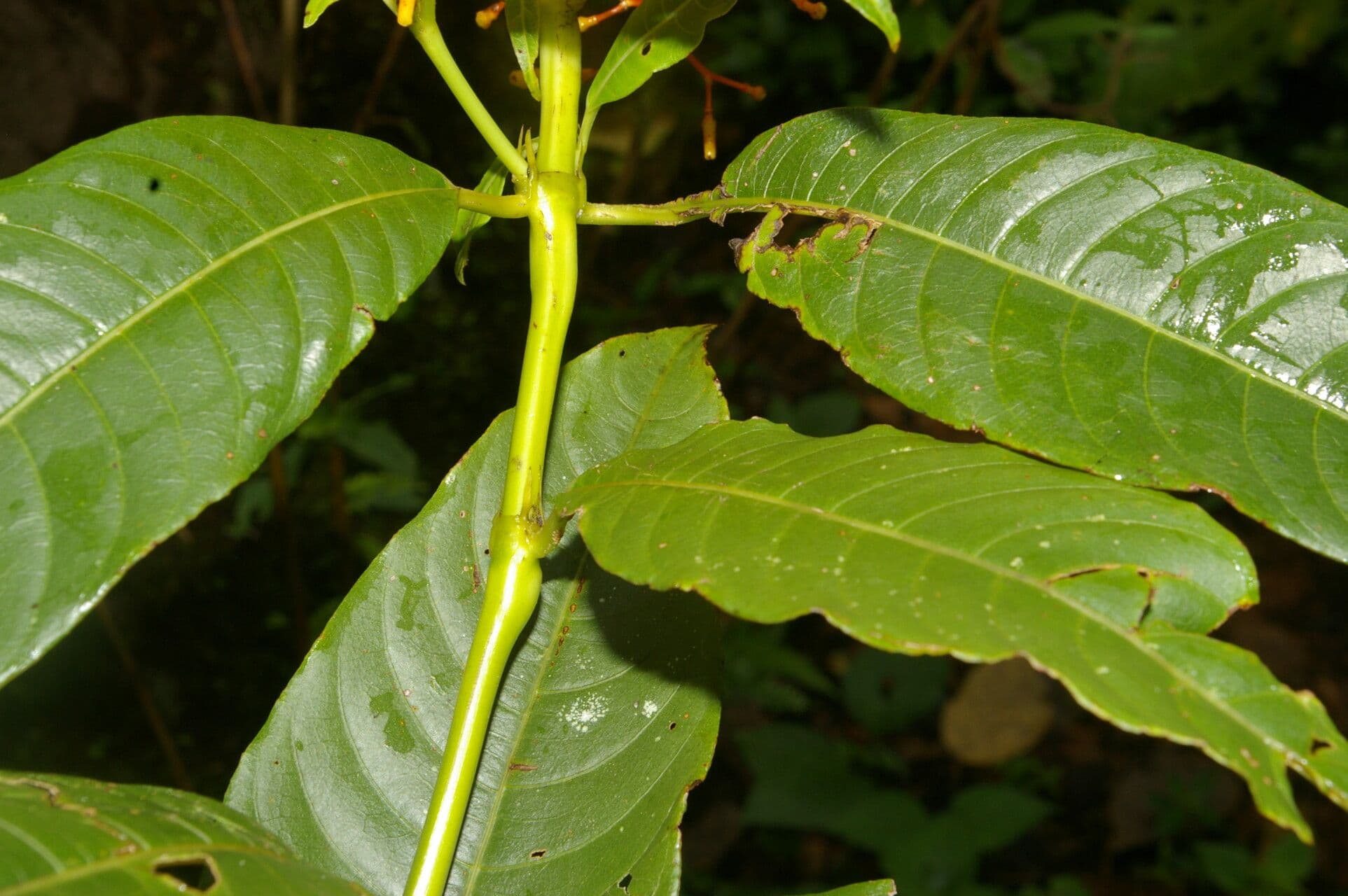 Palicourea padifolia 7