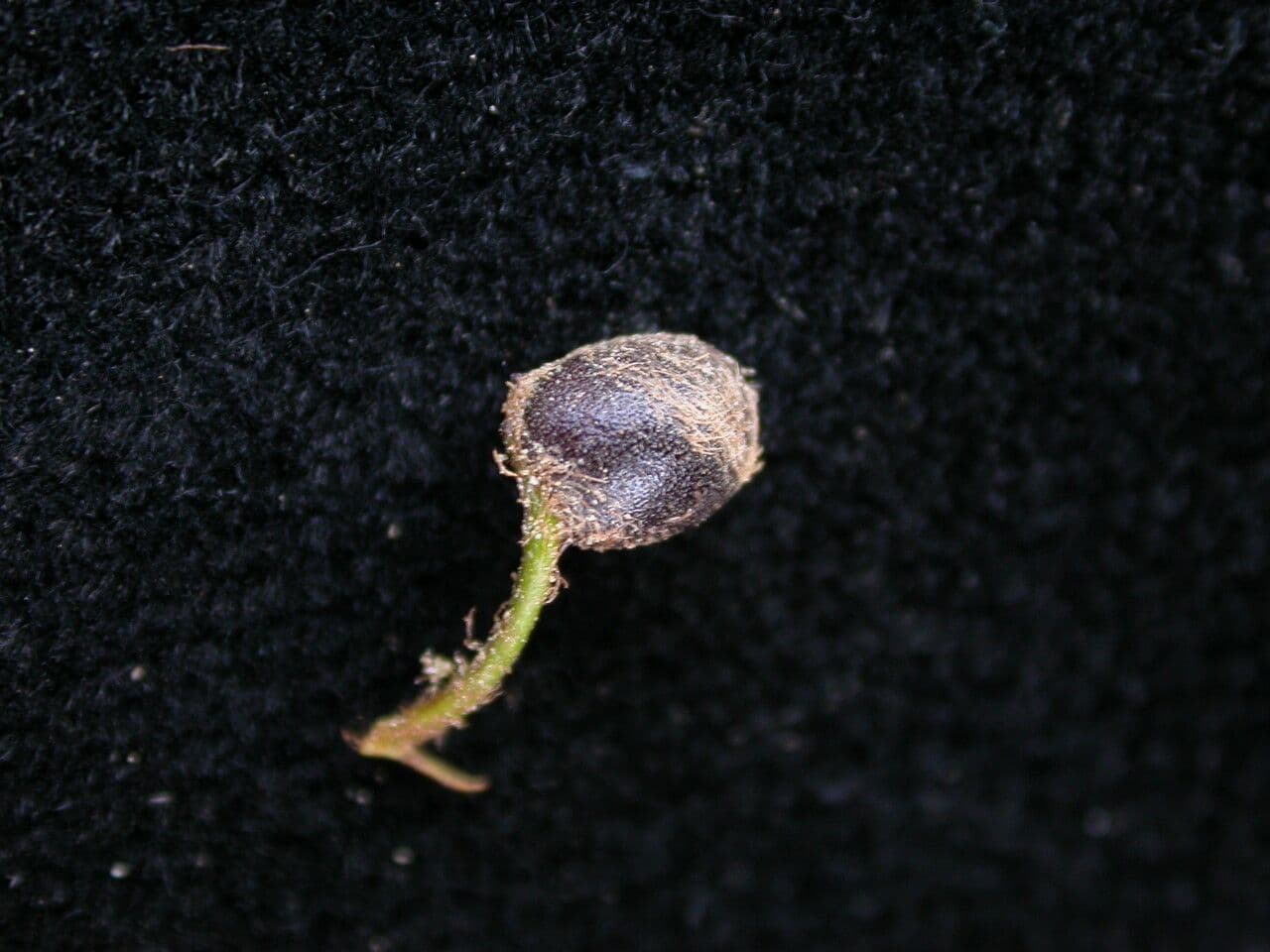 Marsilea minuta