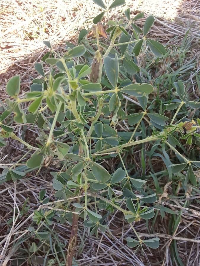 Crotalaria incana 19