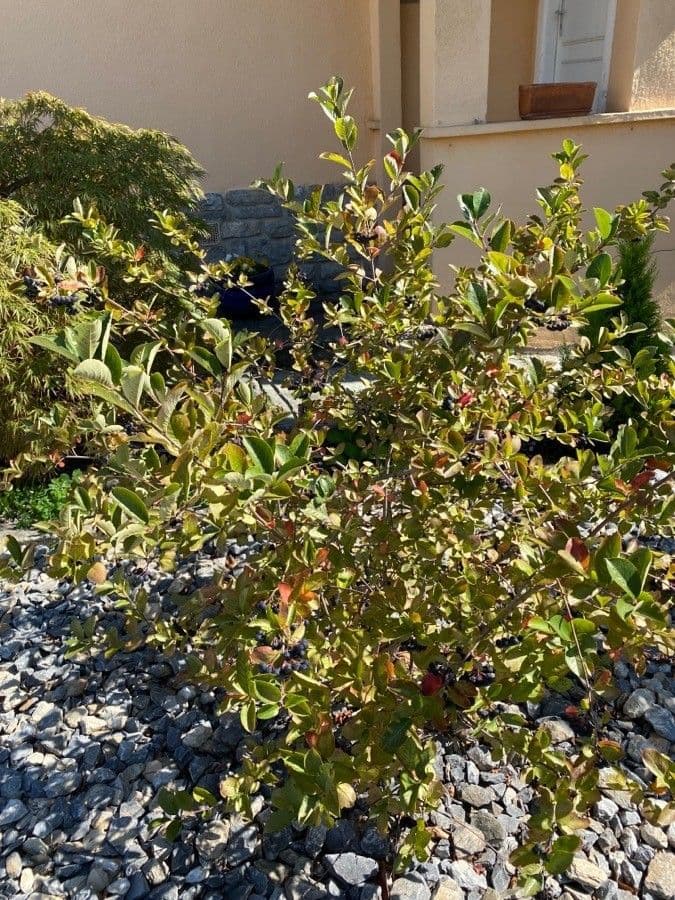 Aronia nera 13