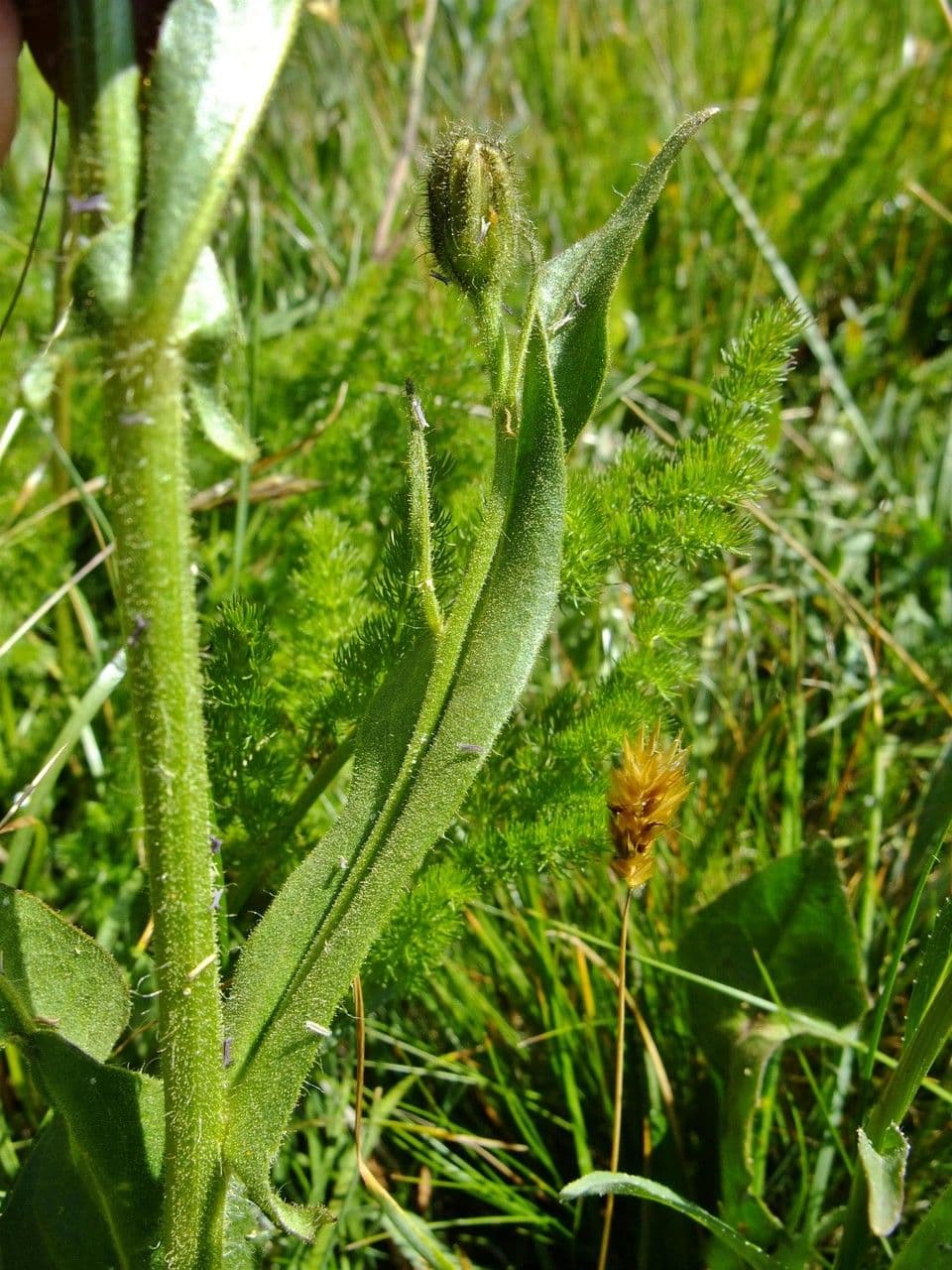 Crepis conyzifolia 25