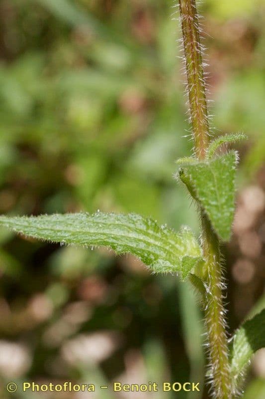 Campanula cervicaria 17