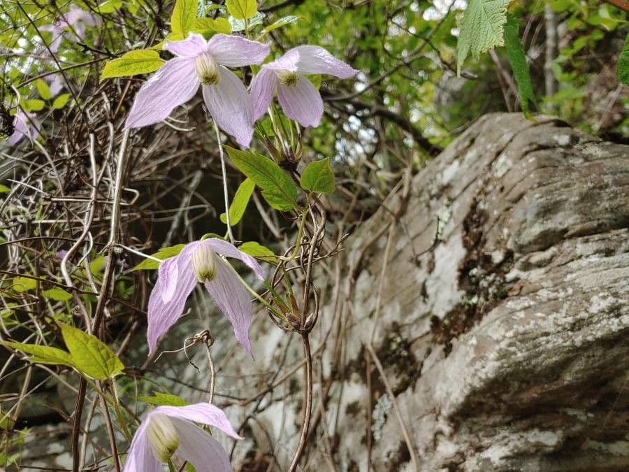Clematis occidental 4