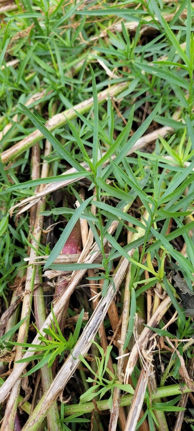 Euthamia graminifolia 20
