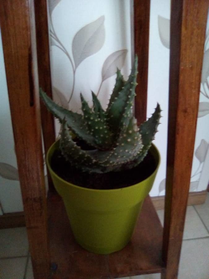 Aloe aculeata 6