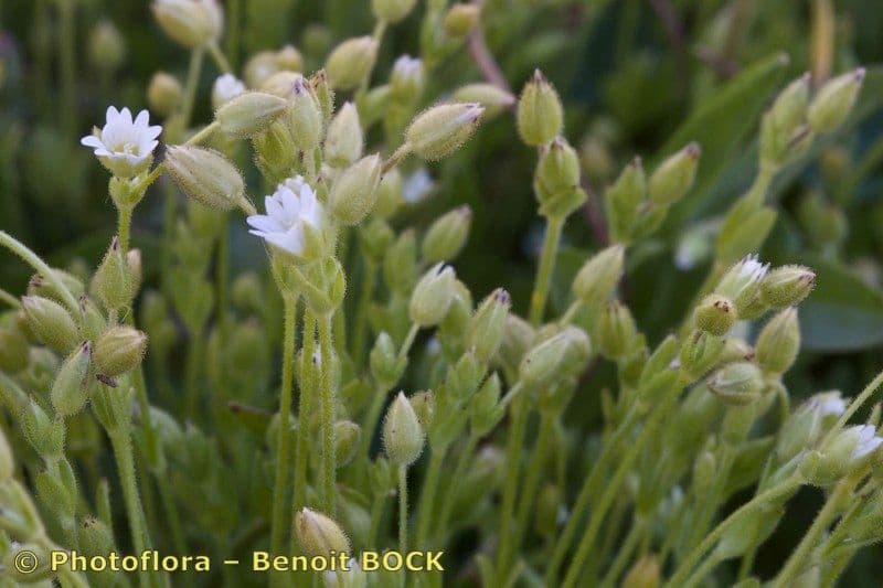 Cerastio gracile 2
