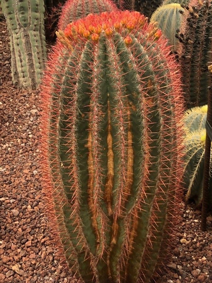 Feroctus 5