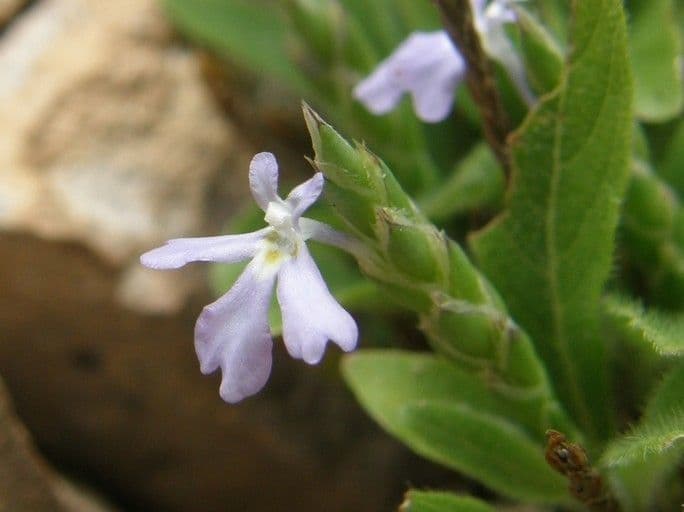 Scaglia viola 4