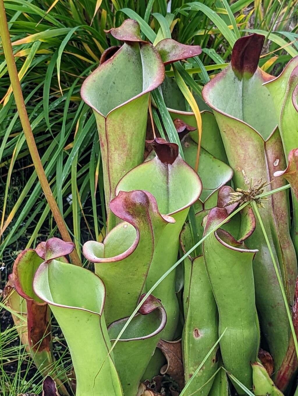Heliamphora 2