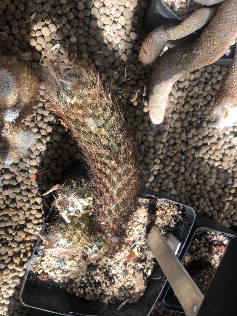 Cactus di Hester