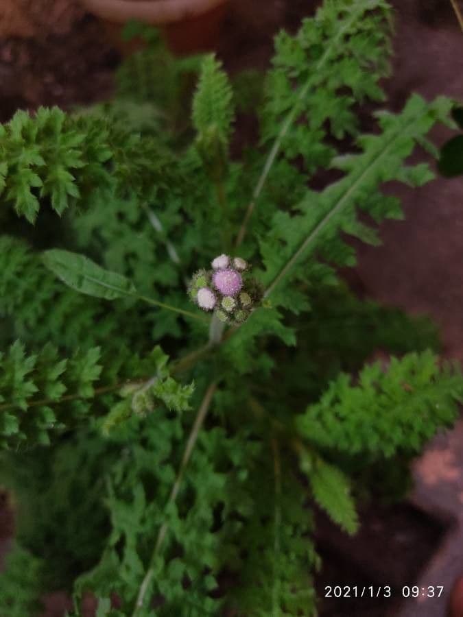 Cyathocline 3