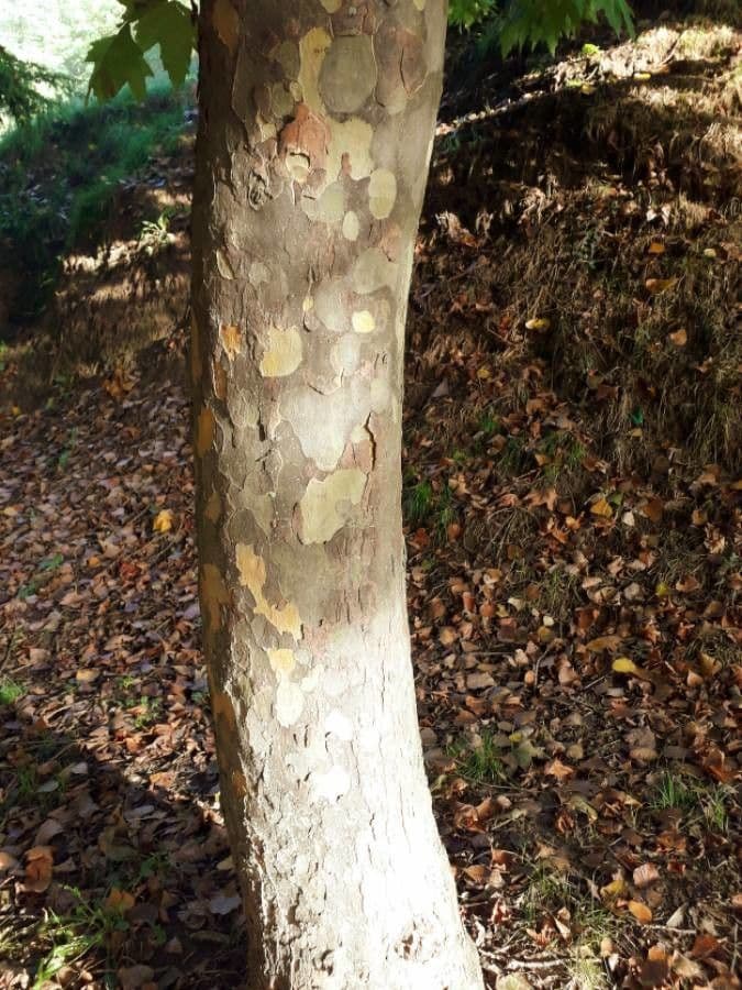 Platanus orientalis 25
