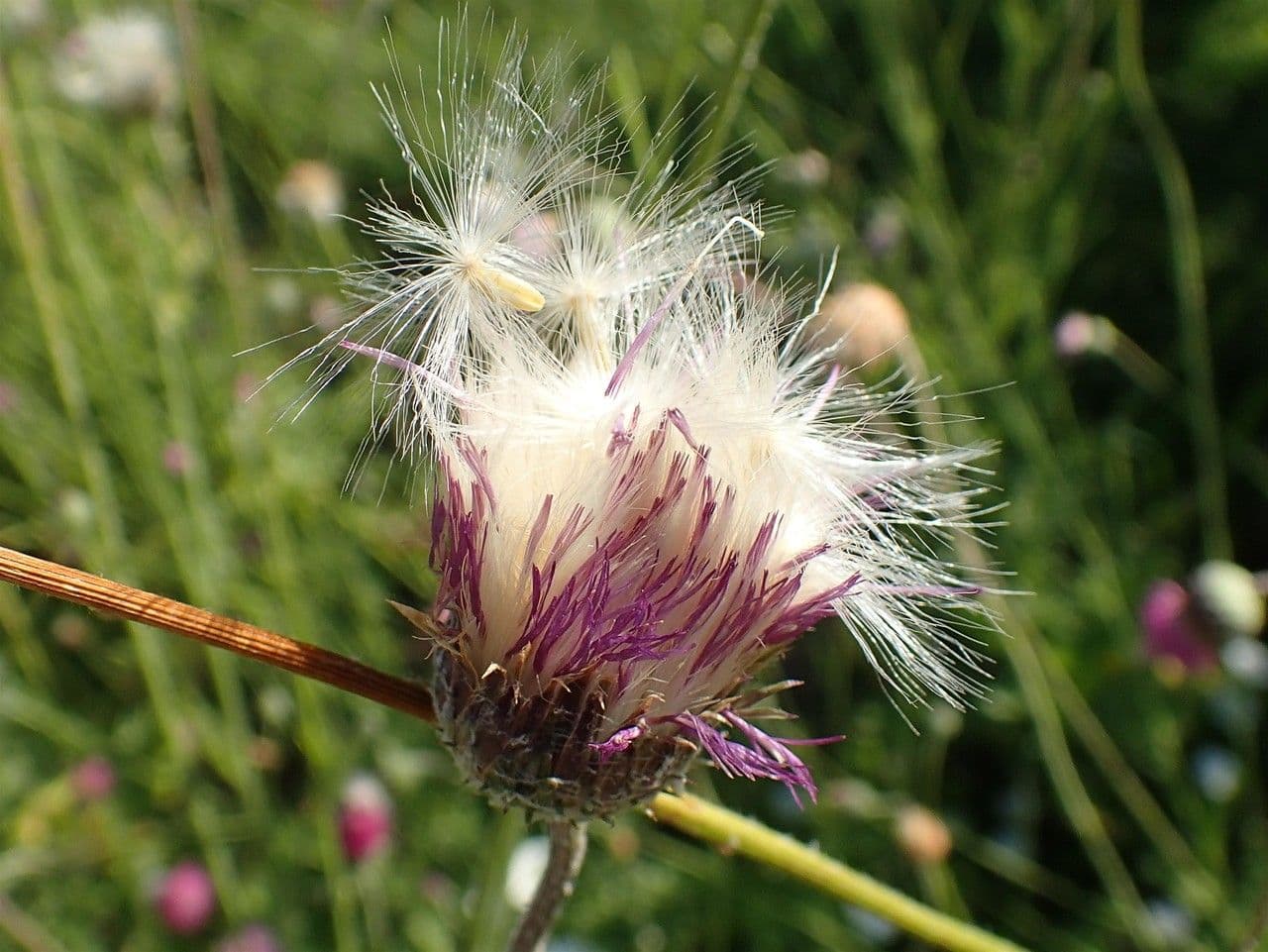 Weißgefleckte Distel 3