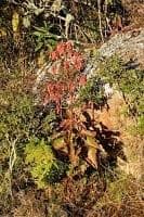Kalanchoe 6