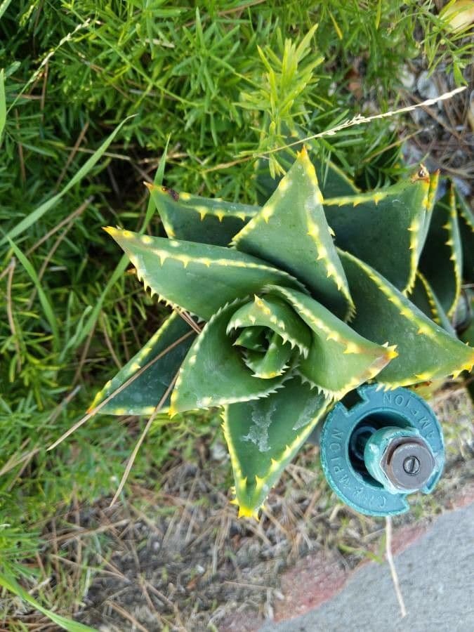 Aloe 5