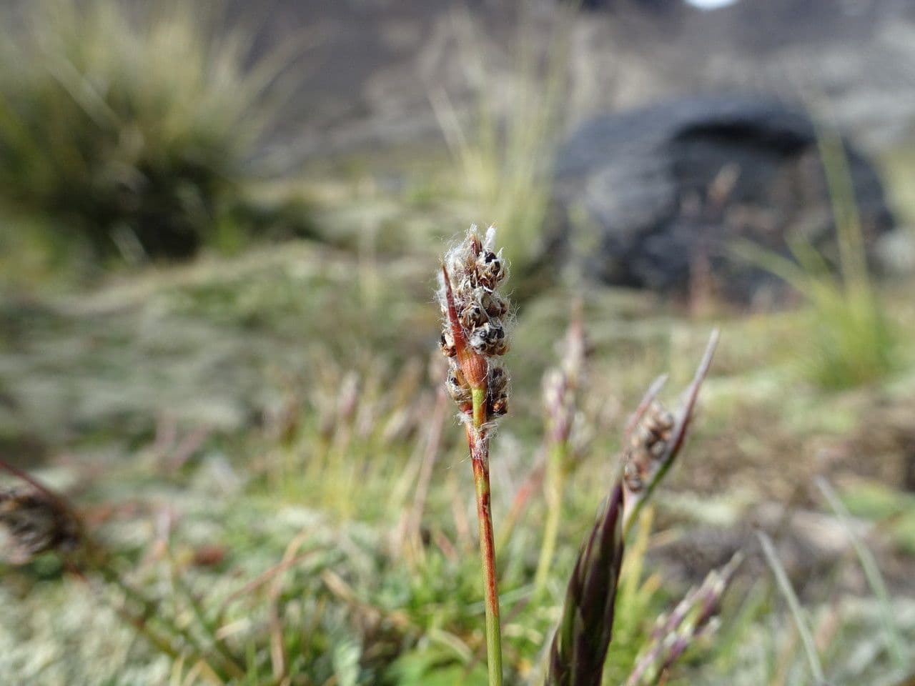 Luzula racemosa 8