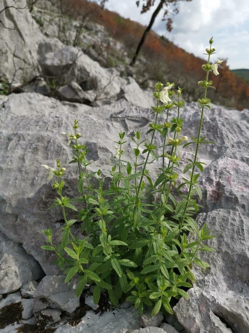 Stregona gialla 15