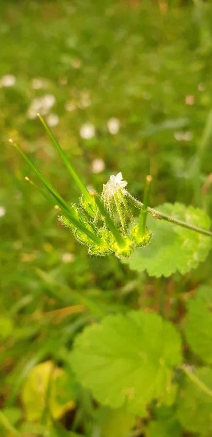 Erodium aethiopicum 2