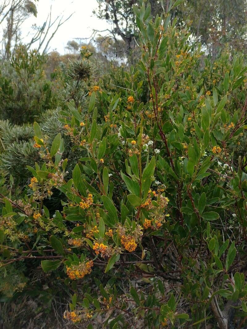 Daviesia corymbosa 4