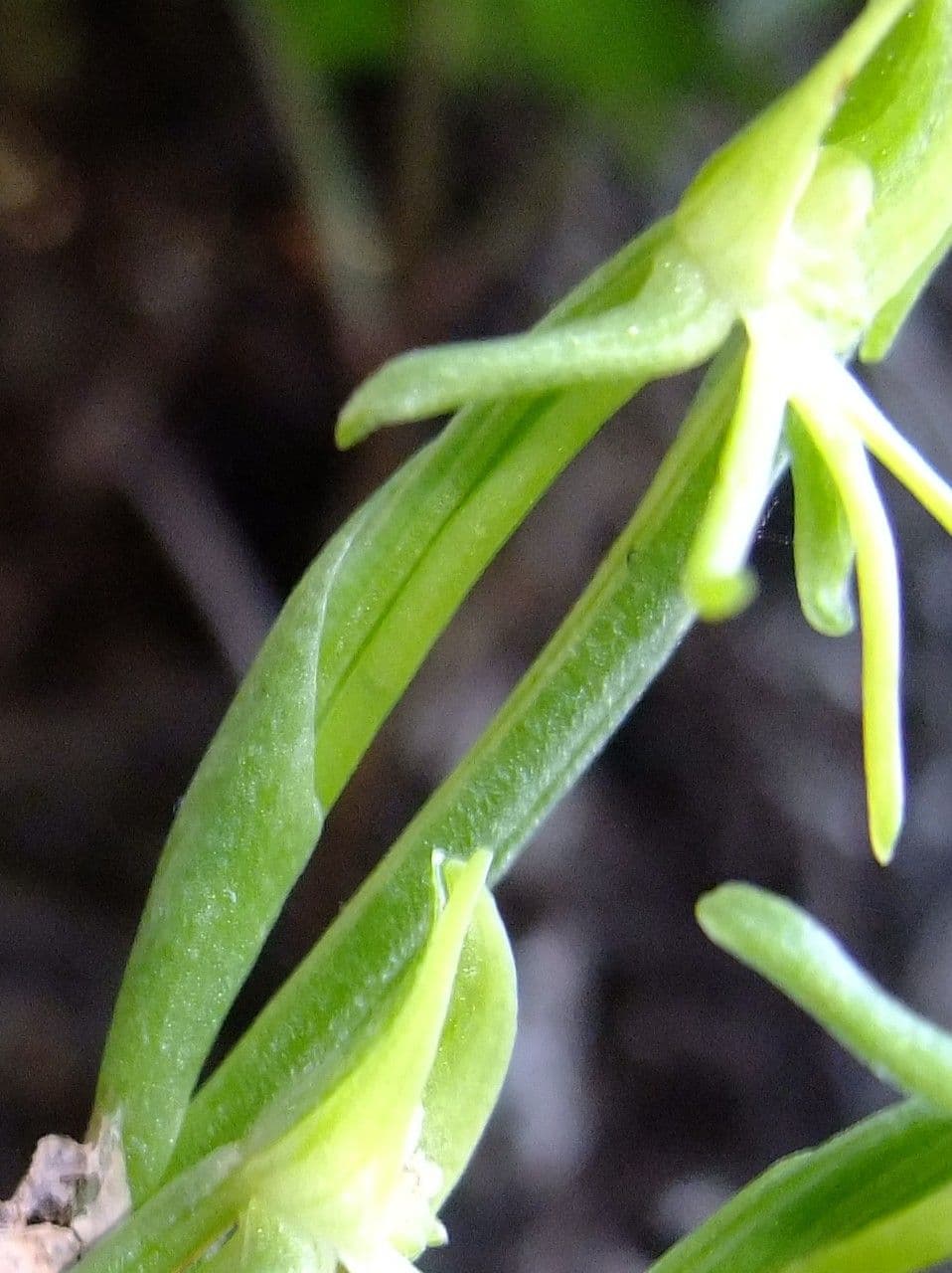 Habenaria 3