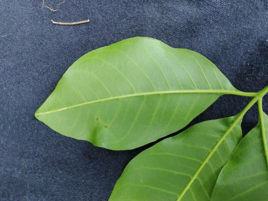 Balfourodendron 6