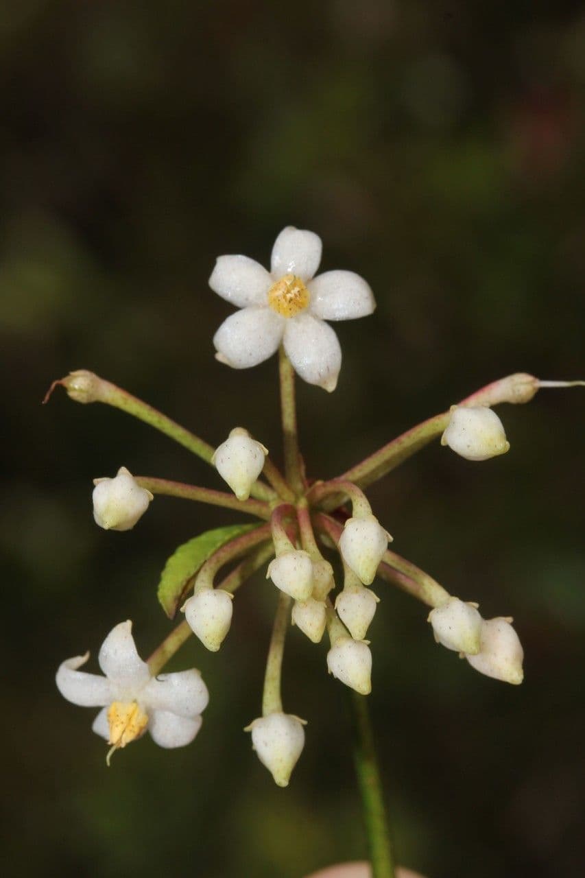 Ardisia crenata 9