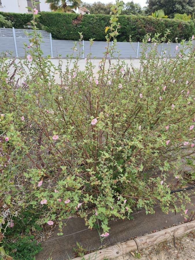 Anisodontea 9
