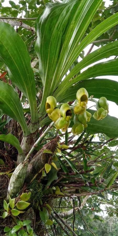 Catasetum maculato 14