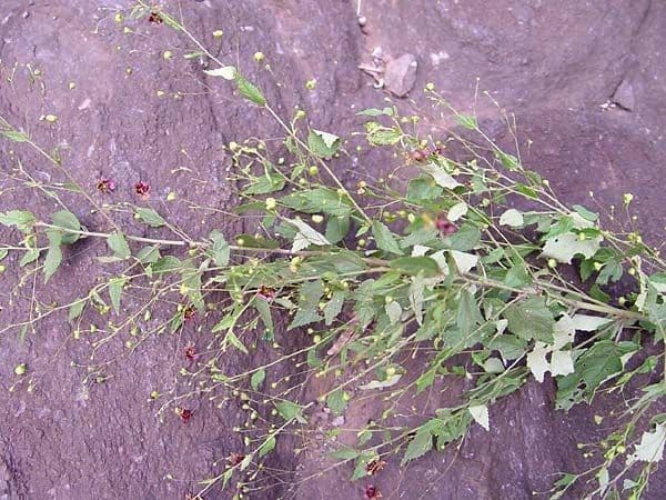 Sidastrum paniculatum 4
