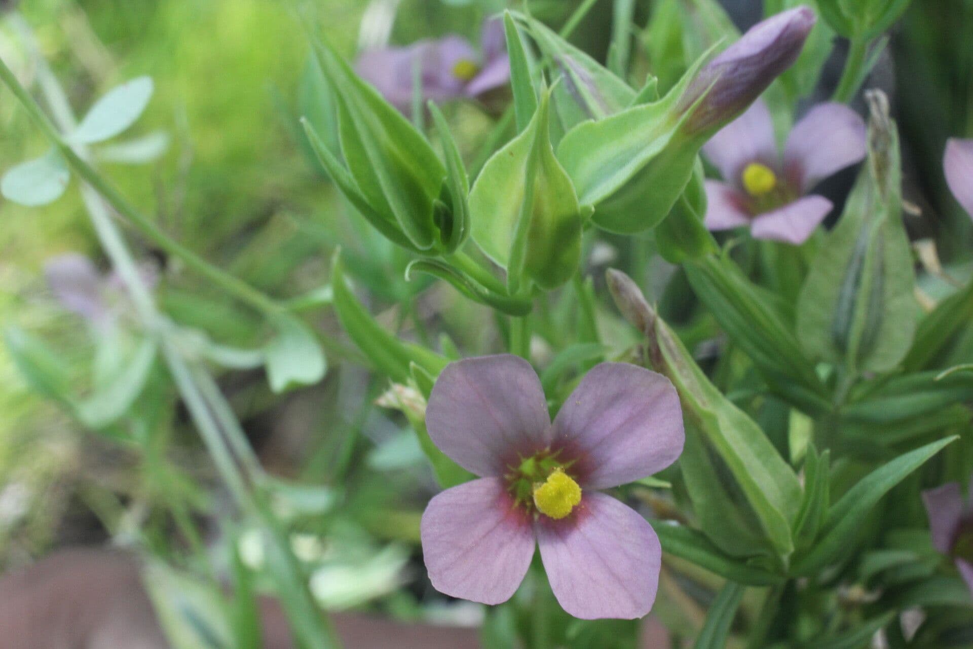 Schultesia guianensis 4