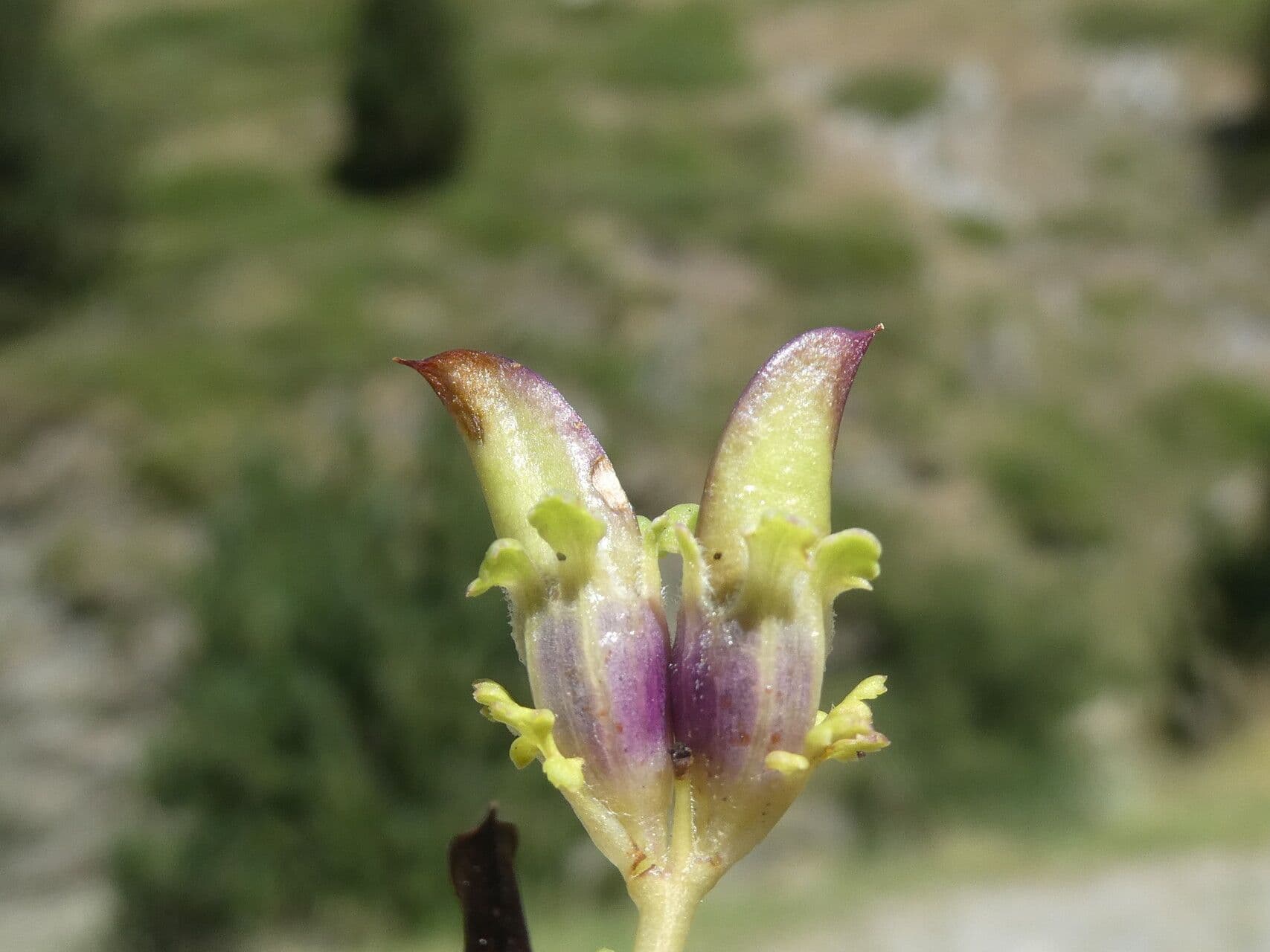 Vrbina pyrenejská 3