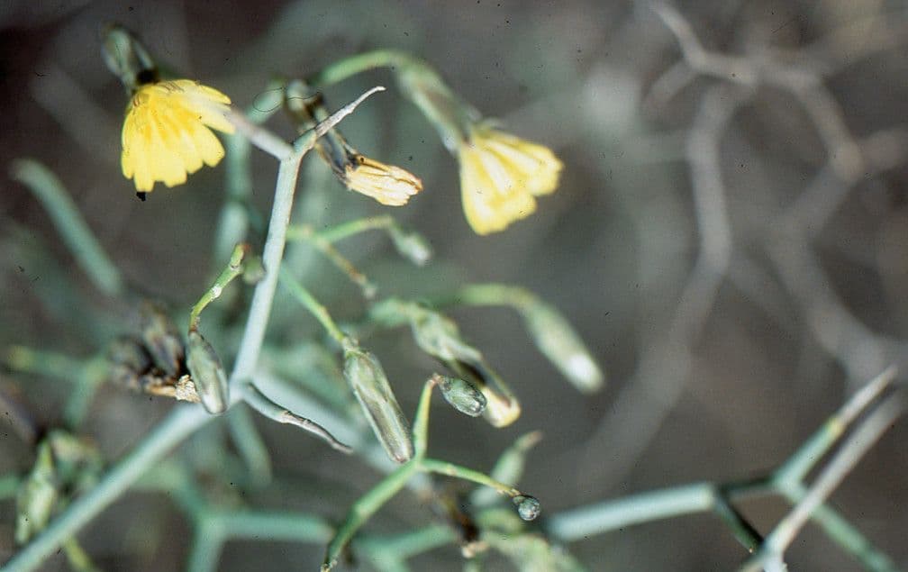 Launaea arborea 28