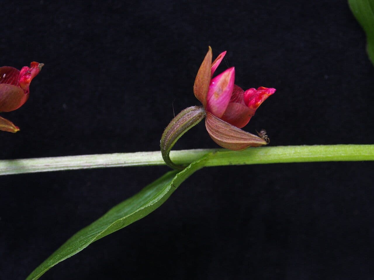 Epipactis di Royle 7