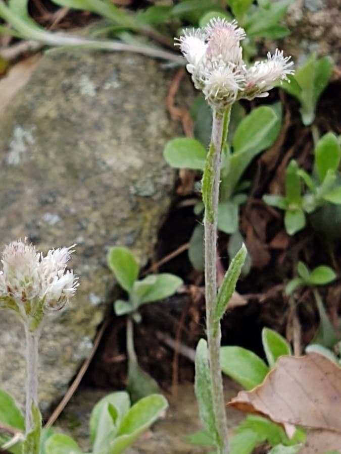 Antennaria de hoja de llantén 7