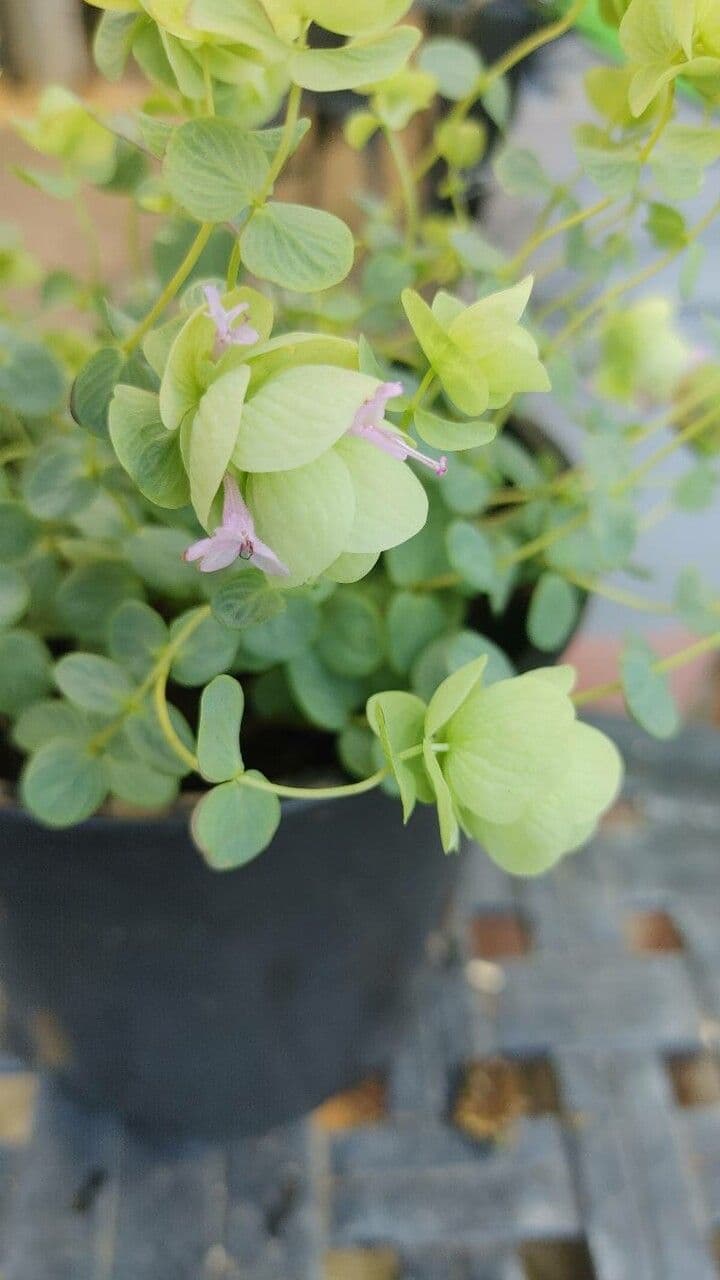 Oregano 4