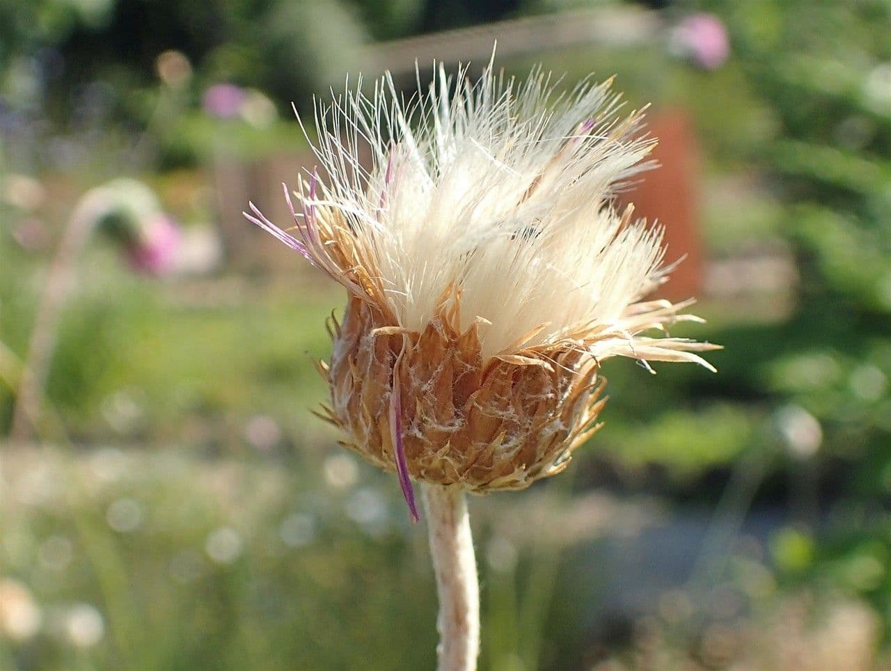 Weißgefleckte Distel